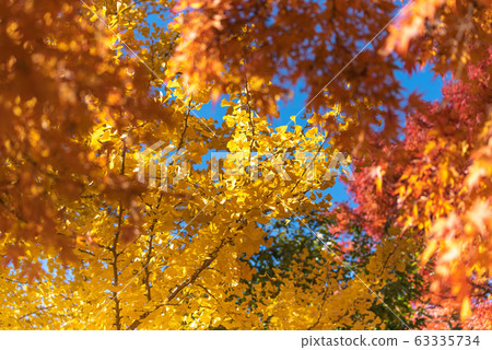 Colorful maple leaves autumn season on nature background 63335734