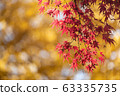 Colorful maple leaves autumn season on nature background 63335735