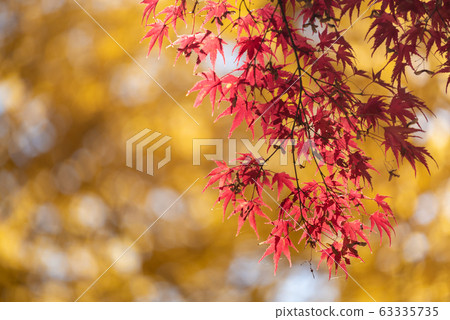 Colorful maple leaves autumn season on nature background Colorful maple leaves autumn season on nature background 63335735