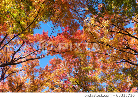 Colorful maple leaves autumn season on nature background 63335736
