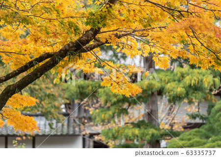 Selective focus branch of yellow maple leaves with copy space during autumn season 63335737