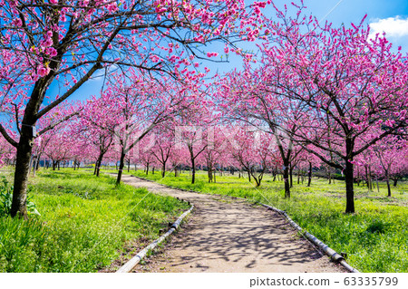 Furukawa Comprehensive Park Momo Festival 63335799