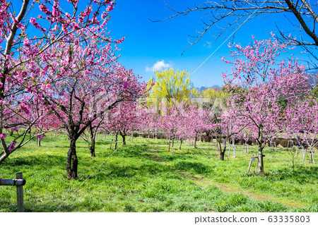 Furukawa Comprehensive Park Momo Festival 63335803
