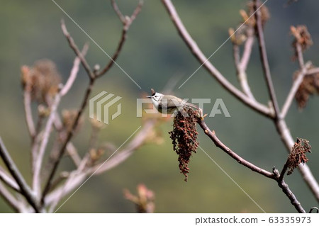冠羽畫眉鳥(Yuhina brunneiceps) 是台灣特有種 63335973