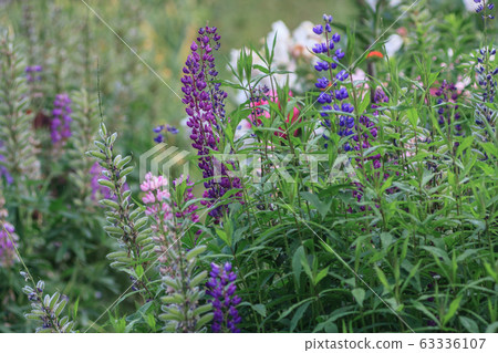 Lupine 63336107