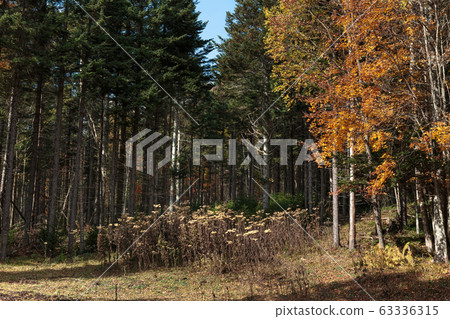 在日本北海道東部國家公園的秋路 在日本北海道東部國家公園的秋路 63336315