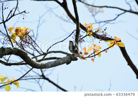 黃腹琉璃(Niltava vivida) 雌 63336479