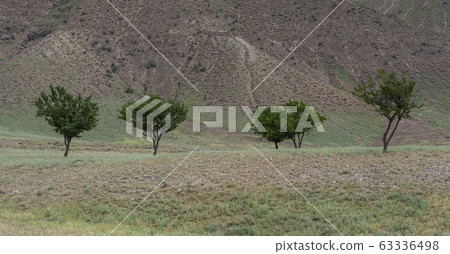 Four Trees Tadzjikistan Four Trees Tadzjikistan 63336498