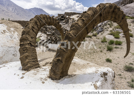 Ibex Horn Wakhan Tajikistan 63336501