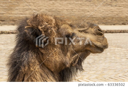Khiva Camel Uzbekistan 63336502