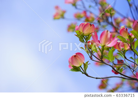 Cute Hanamizuki 3 Cute Hanamizuki 3 63336715