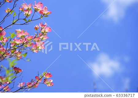 可愛的花蜜月5 可愛的花蜜月5 63336717