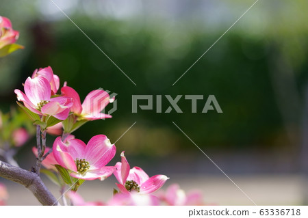 Cute Hanamizuki 6 Cute Hanamizuki 6 63336718