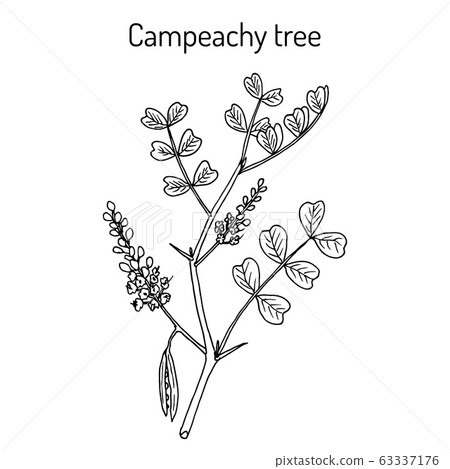 Campeachy tree Haematoxylum campechianum , medicinal plant 63337176