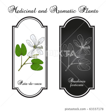 Brazilian orchid tree, or pata-de-vaca Bauhinia forficata , medicinal plant Brazilian orchid tree, or pata-de-vaca Bauhinia forficata , medicinal plant 63337178