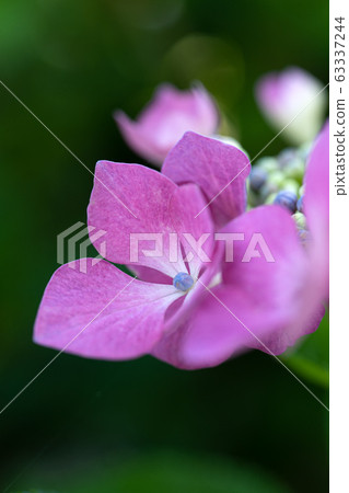 Early summer hydrangea, windmill Early summer hydrangea, windmill 63337244