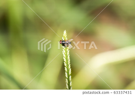 Leaf Miner Fly 63337431