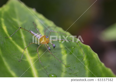 A spider on a green leaf A spider on a green leaf 63337582