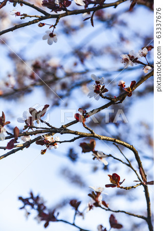 Flowering tree branch in spring. Flowering tree branch in spring. 63337676