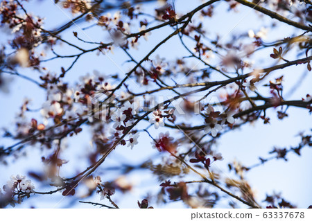Flowering tree branch in spring. Flowering tree branch in spring. 63337678