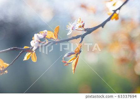 Flowering tree branch in spring. 63337694