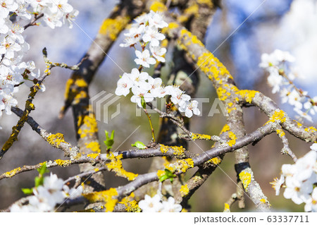 Flowering tree branch in spring. Flowering tree branch in spring. 63337711