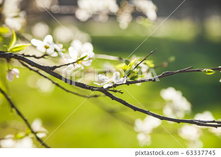 Flowering tree branch in spring. Flowering tree branch in spring. 63337745