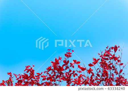 red leaves Terminalia catappa 63338240