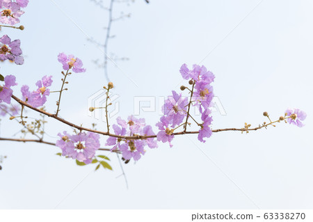 Lagerstroemia loudonii flowers Lagerstroemia loudonii flowers 63338270