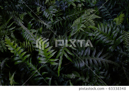 green leaves dark tone green leaves dark tone 63338348