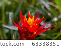 red bromeliaceae flower 63338351