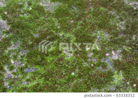 green mos texture green mos texture 63338352