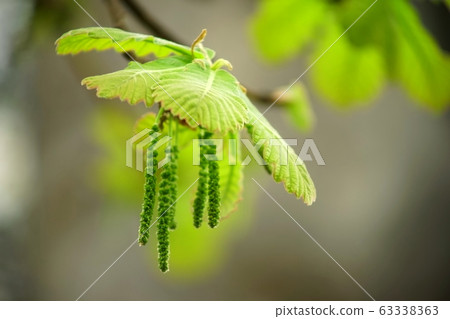 柏的嫩葉和花朵 63338363