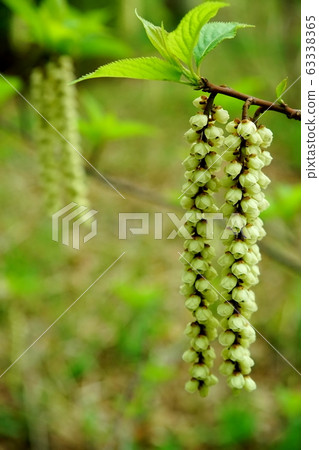 岐花 岐花 63338365