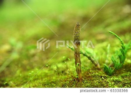 筑波,馬尾和苔蘚 筑波,馬尾和苔蘚 63338366
