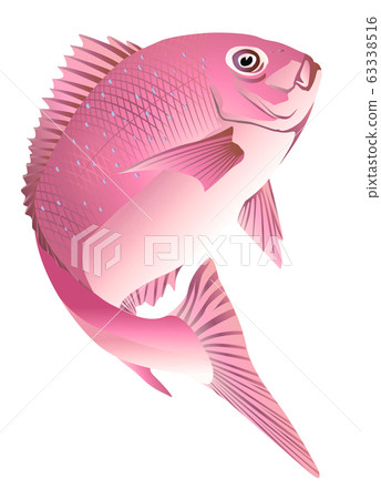 Red snapper - Stock Illustration [63338516] - PIXTA