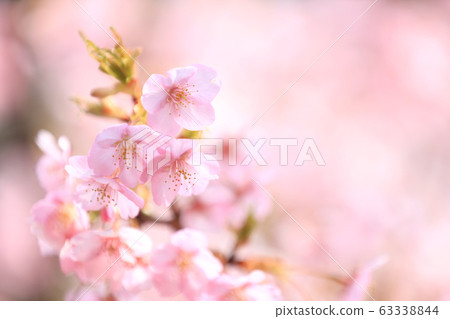 盛開的櫻花，早櫻花（滋賀縣） 63338844