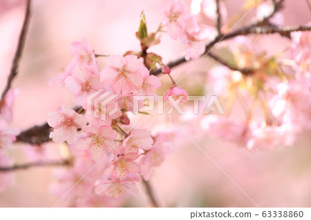 Cherry blossoms in full bloom, early cherry blossoms (Shiga Prefecture) 63338860