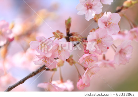 Cherry blossoms in full bloom, early cherry blossoms (Shiga Prefecture) 63338862