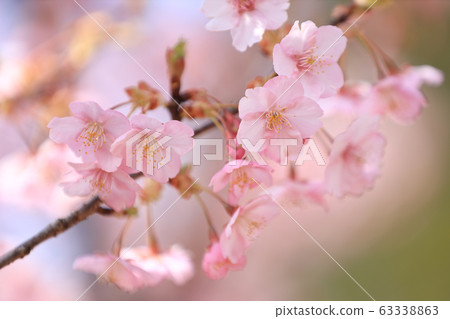 Cherry blossoms in full bloom, early cherry blossoms (Shiga Prefecture) 63338863