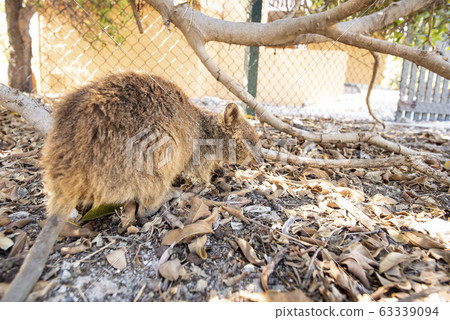 短尾矮袋鼠 63339094