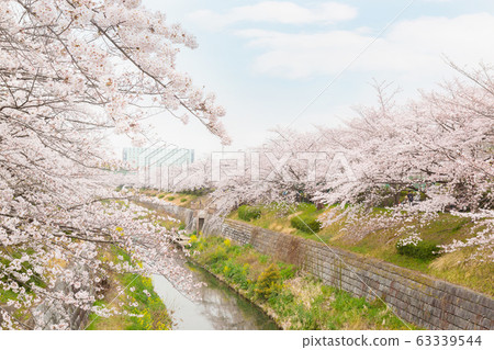 Beautiful pink cherry blossom in full bloom. Beautiful pink cherry blossom in full bloom. 63339544