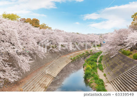 Beautiful pink cherry blossom in full bloom. Beautiful pink cherry blossom in full bloom. 63339549