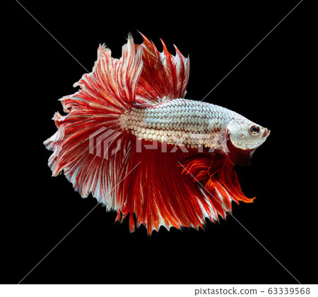 Beautiful betta splendens half moon siamese betta Beautiful betta splendens half moon siamese betta 63339568