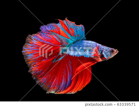 Beautiful betta splendens half moon siamese betta Beautiful betta splendens half moon siamese betta 63339571