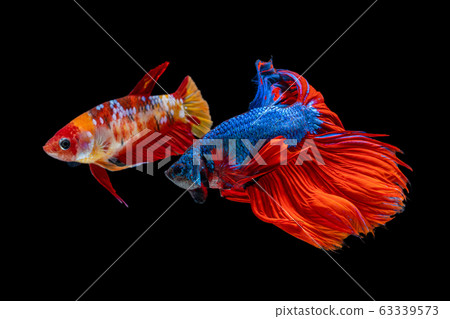 Beautiful female and male betta splendens half 63339573