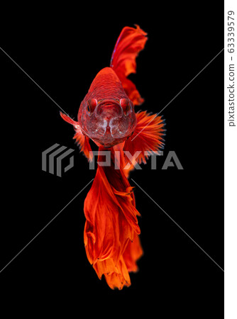 Beautiful betta splendens half moon siamese betta Beautiful betta splendens half moon siamese betta 63339579