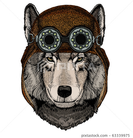 Wolf portrait. Head of wild animal. Aviator flying leather helmet with googles. 63339975