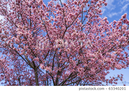 岡崎櫻花盛開在藍藍的天空 63340201