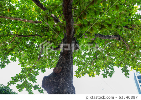 Tropical almond tree in the park. 63340887